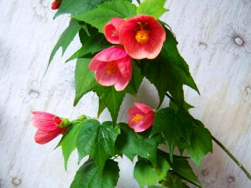 Abutilon watering rules