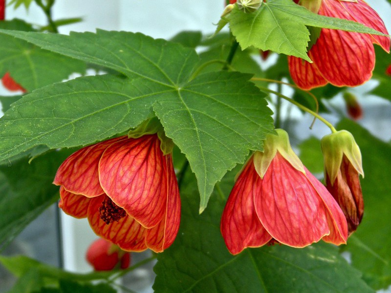 Indoor flower abutilon