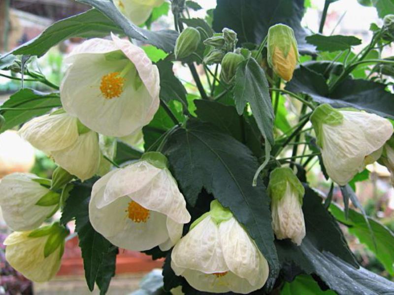 Abutilon plant varieties