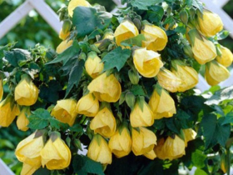 Varieties of varieties of abutilon