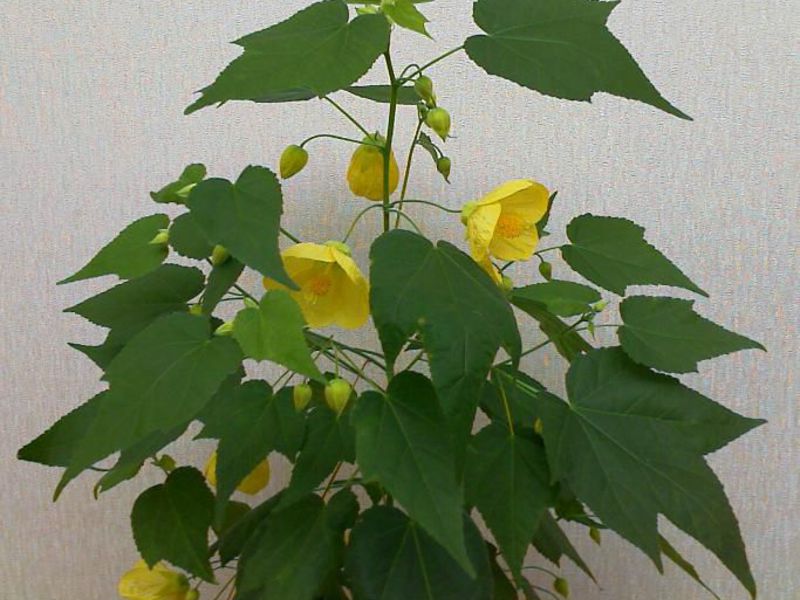 Abutilon flowering period