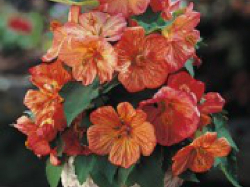 Description of indoor plant abutilon