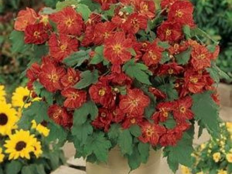 Types of flower abutilon