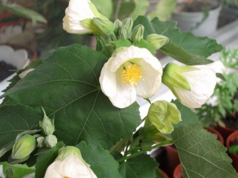 How to keep track of an abutilon flower