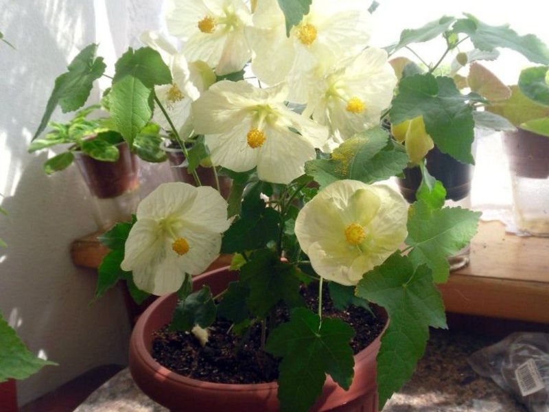 Abutilon flower transplant