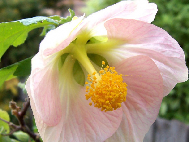 Caring for indoor abutilon