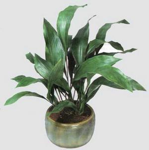 How to grow an aspidistra