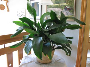 Indoor unpretentious plant