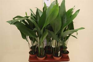 Aspidistra high