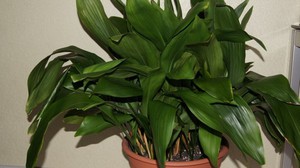 Varieties of aspidistra