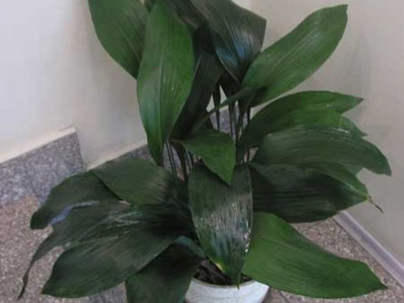 Home aspidistra