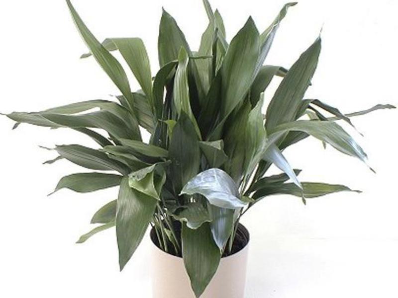 Varieties of varieties of aspidistra