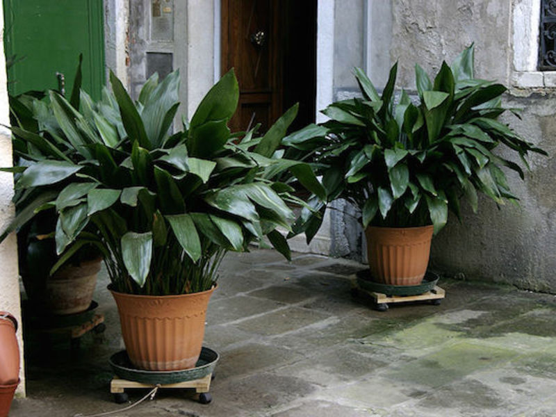 Does aspidistra bloom