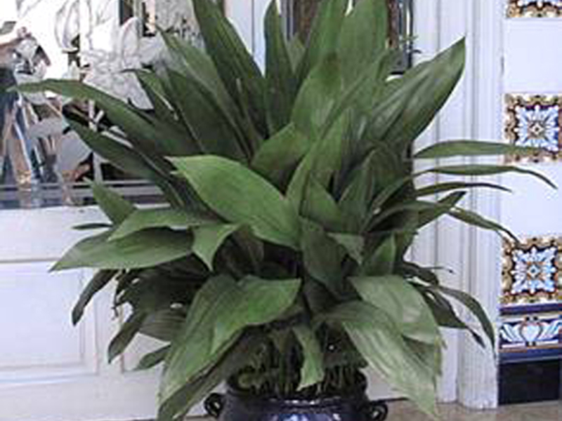 What an aspidistra looks like