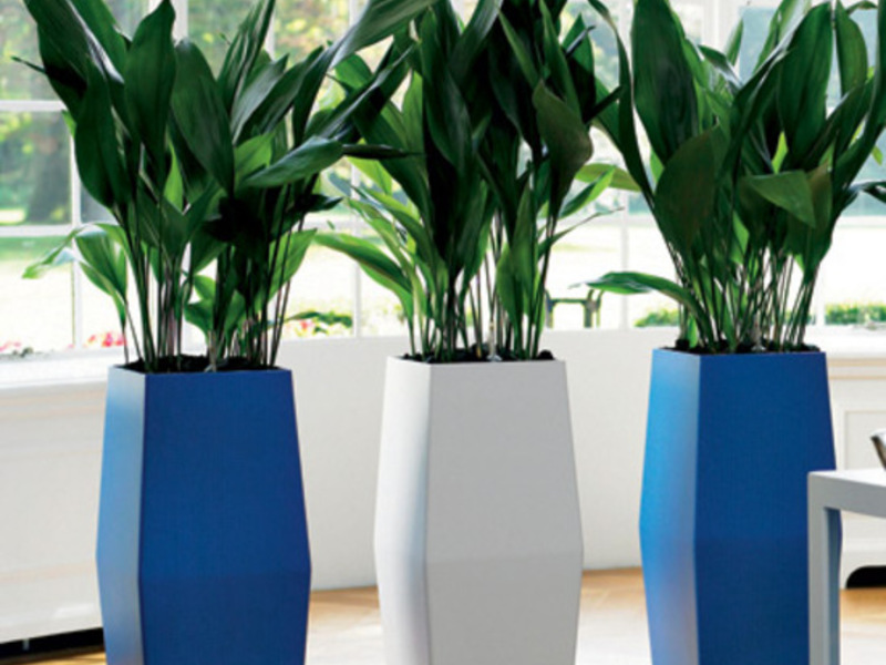 How to place an aspidistra correctly