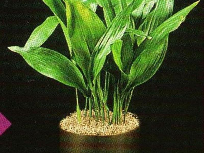 Varieties and varieties of aspidistra