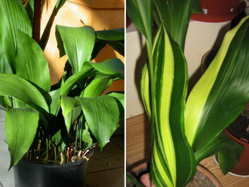 Plant in the house of aspidistra