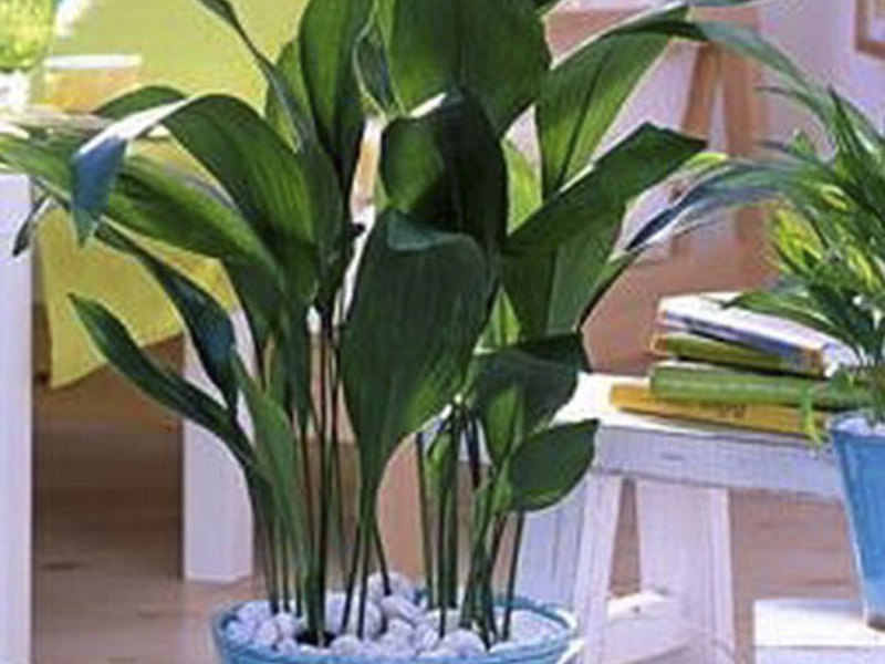 Unpretentious plant of aspidistra