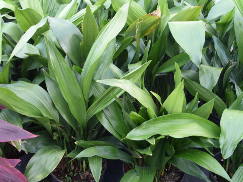 Aspidistra plant varieties