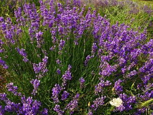 Scented lavender care