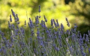 Growing lavender