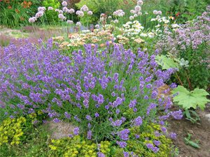 Lavender in the garden