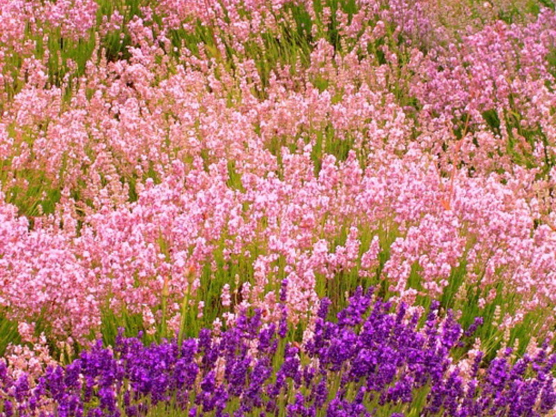 Popular varieties and types of lavender