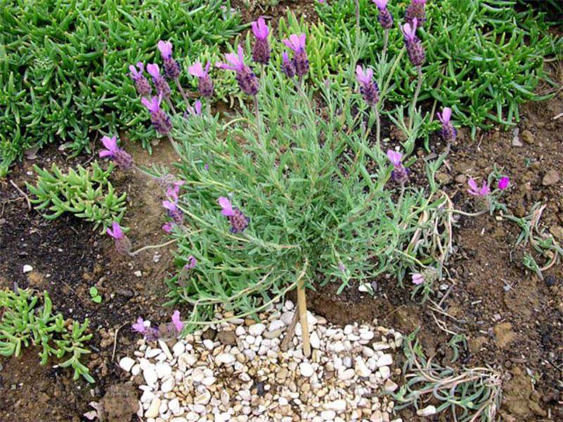 Growing lavender