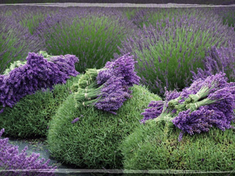 Growing lavender