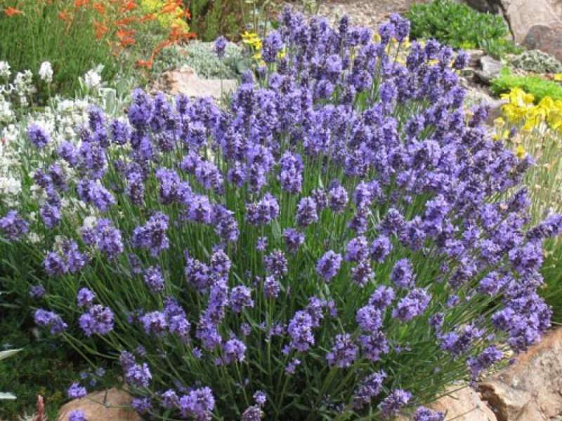 How the lavender plant is used