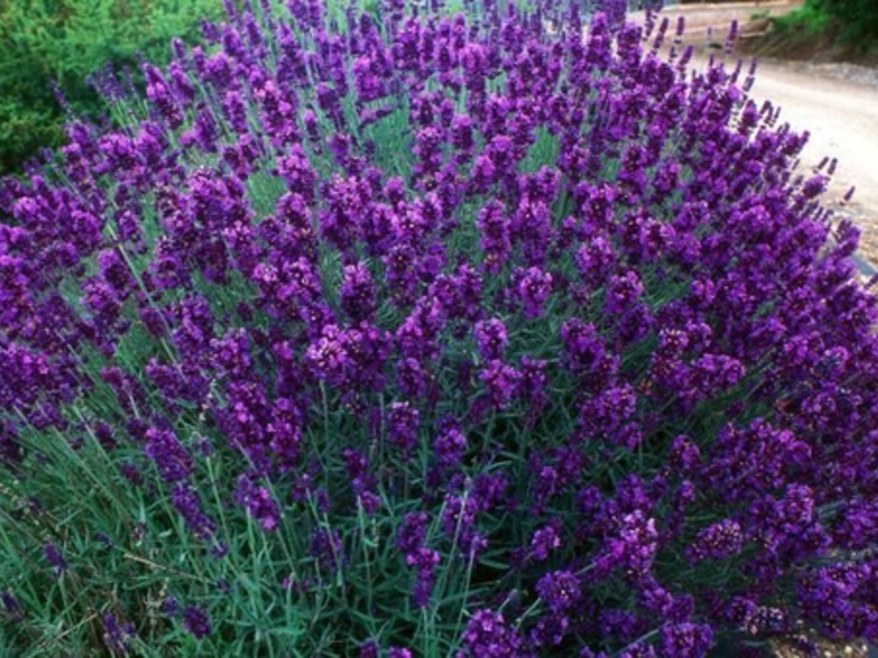 Lavender, mountain lavender