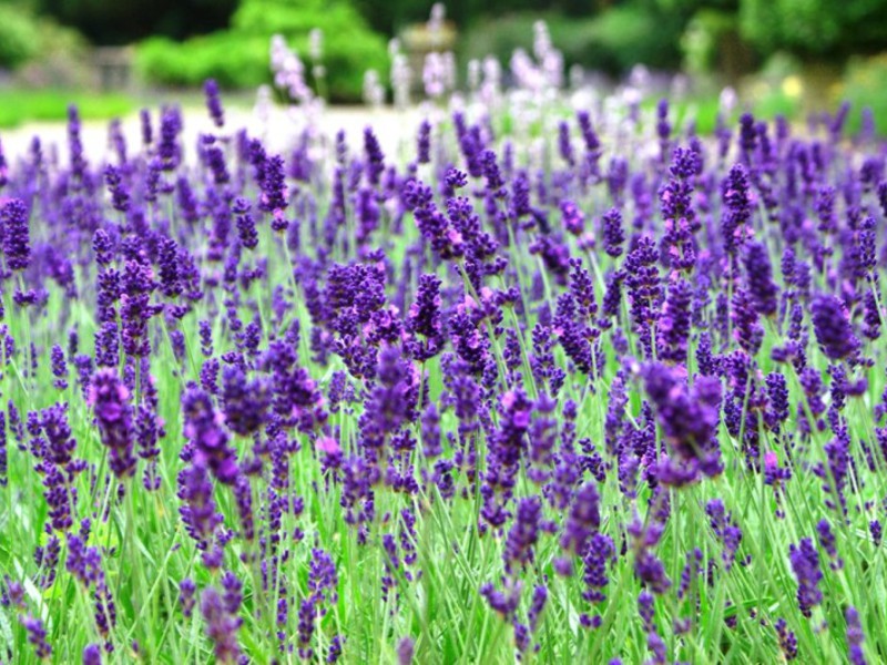 Fragrant lavender