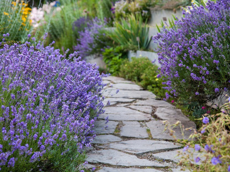 How to plant lavender