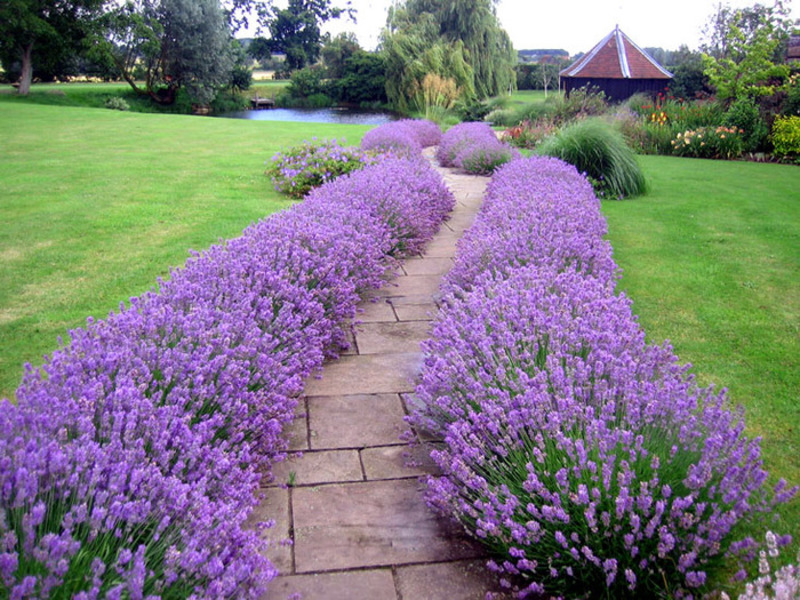 Assembling lavender