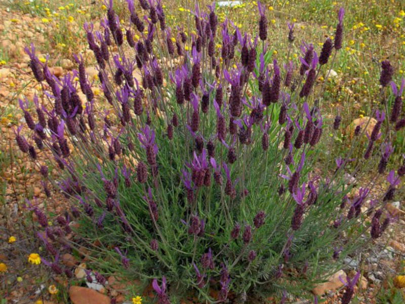 Lavender field at sunset