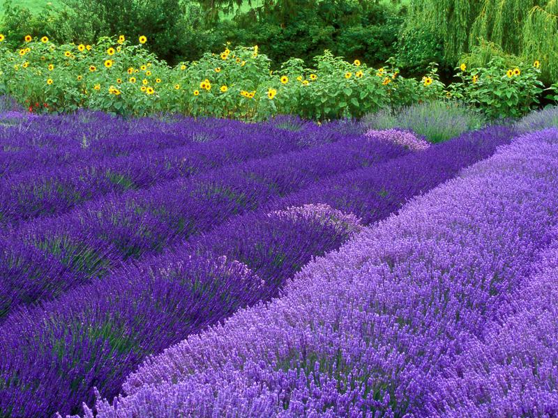 Why plant lavender