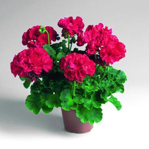 Pelargonium zonal - these are bright red flowers, very lush.