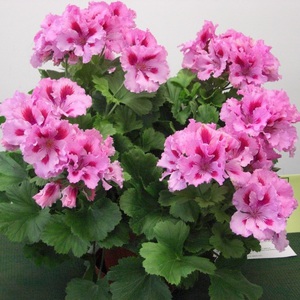 Geranium royal has very interesting colors.