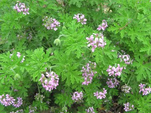 Pelargonium fragrant is a useful plant for health.