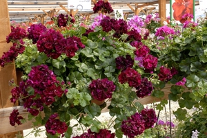 Ivy geranium is another type of home geranium.