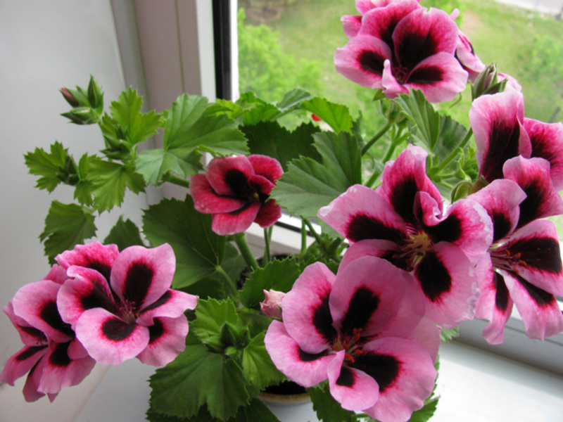 The beautiful royal geranium will be a bright highlight in your home.