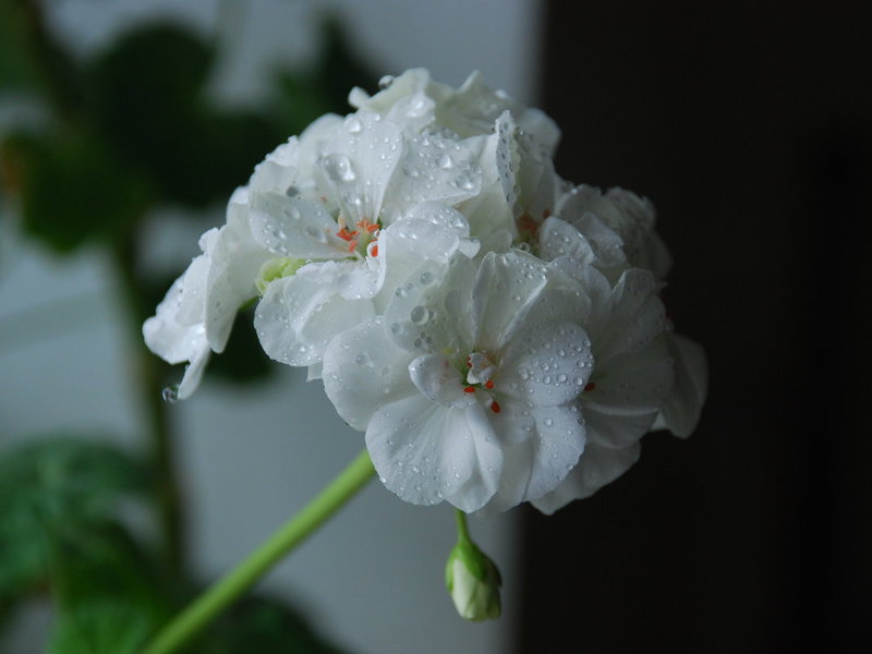 White geranium - the flower can be seen in the photo.