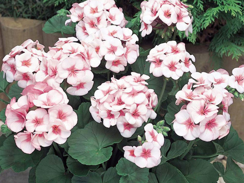 Potted geraniums can be seen in almost every home.