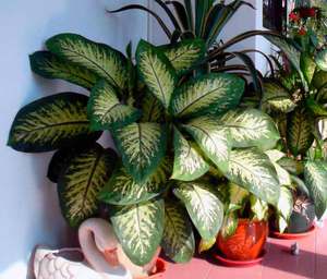 Dieffenbachia requires special care.