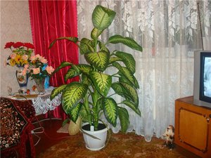 Dieffenbachia in the apartment - keep it away from children