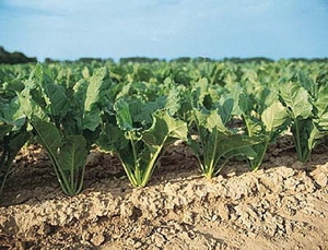 Sugar beet in the garden