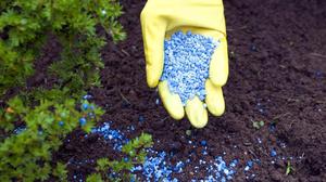 Granular fertilizer is used in greenhouses and on plots.