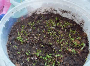 Bellflower seedlings are the first step in growing a plant.