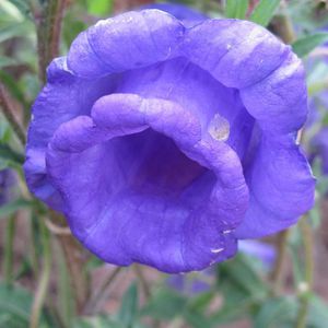 Bellflower features are long flowering and calyx features.