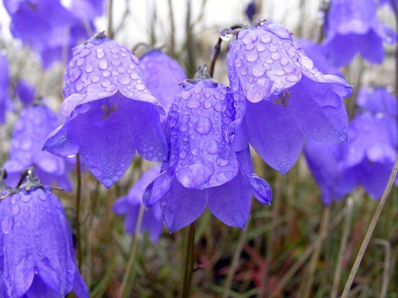 Bellflower vegetation - in other words, flowering - lasts all summer.